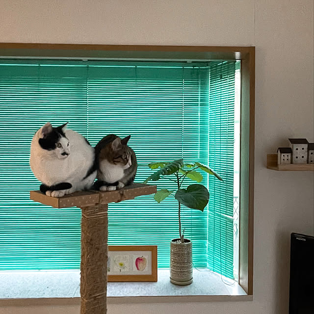 nobikoさんの実例写真