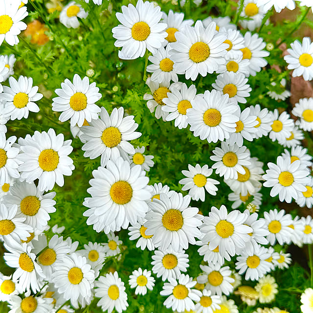 kaochanさんの実例写真