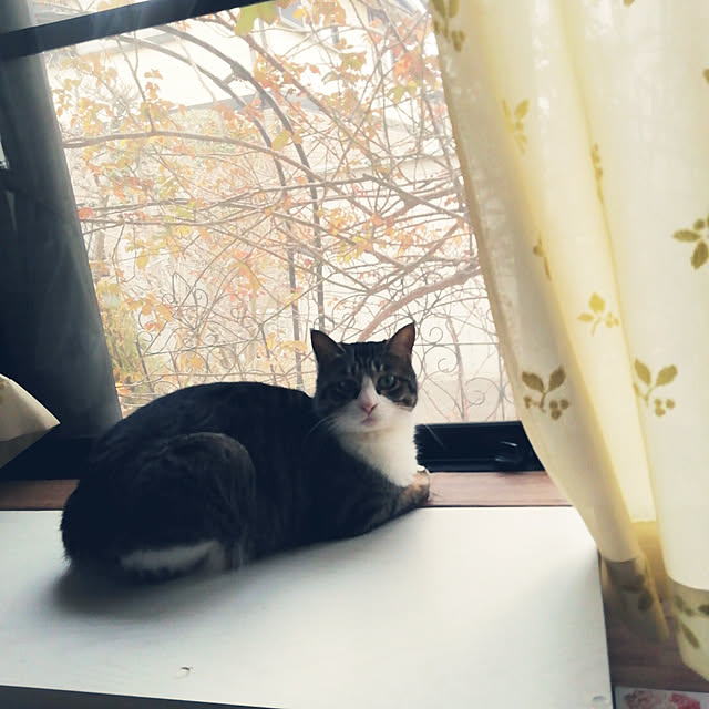 Tomopさんの実例写真