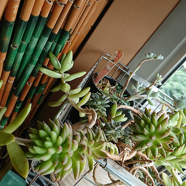 denkoさんの実例写真