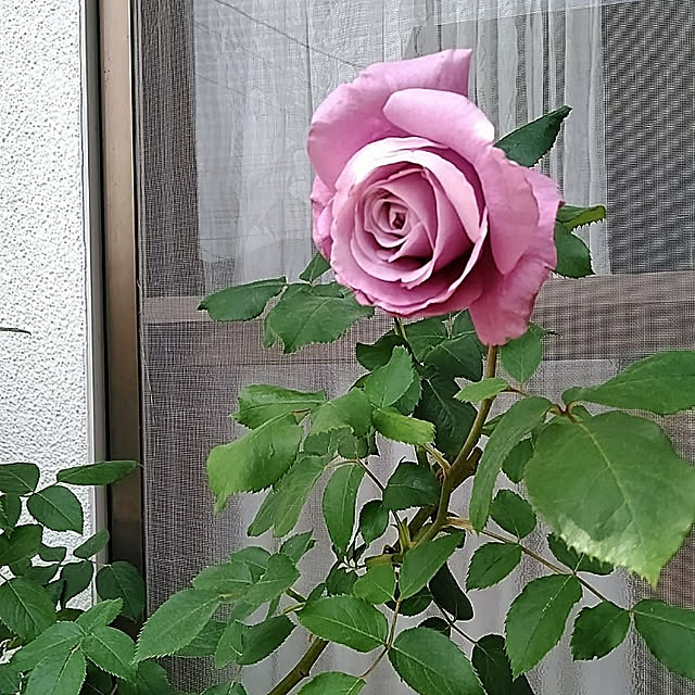 hiroさんの実例写真