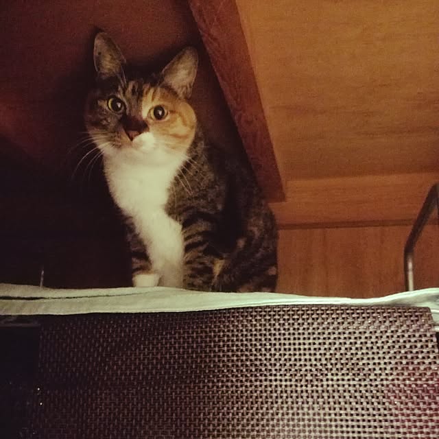 nyanydaysさんの実例写真