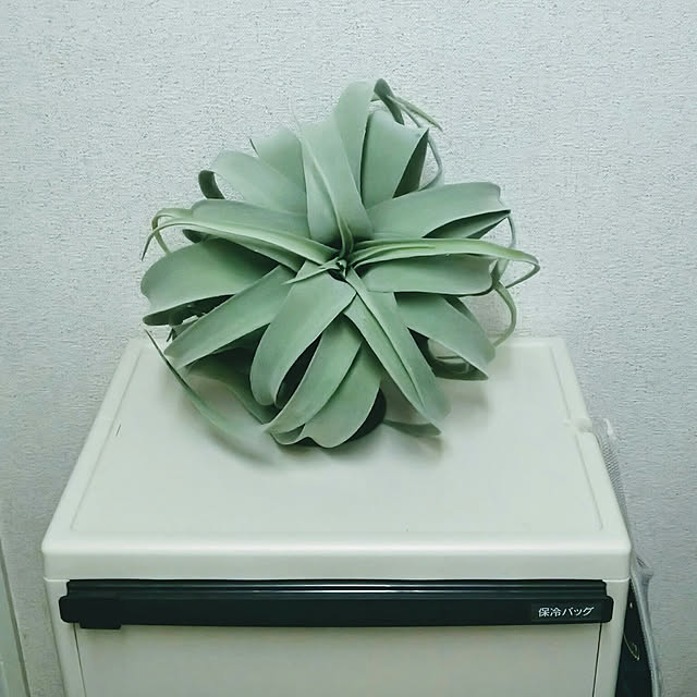 yossiさんの実例写真