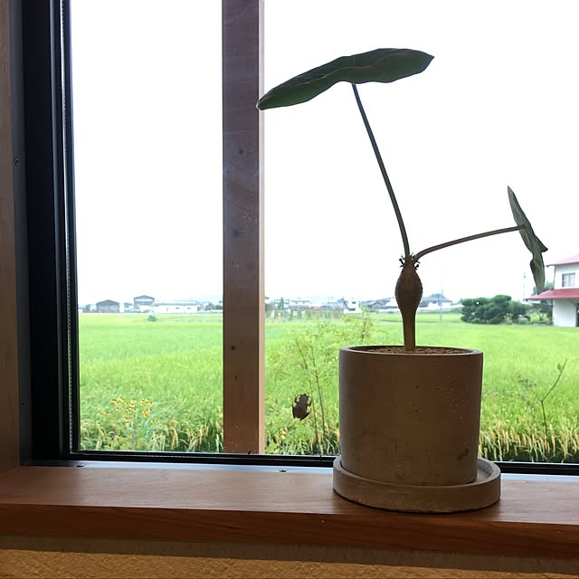 chieさんの実例写真