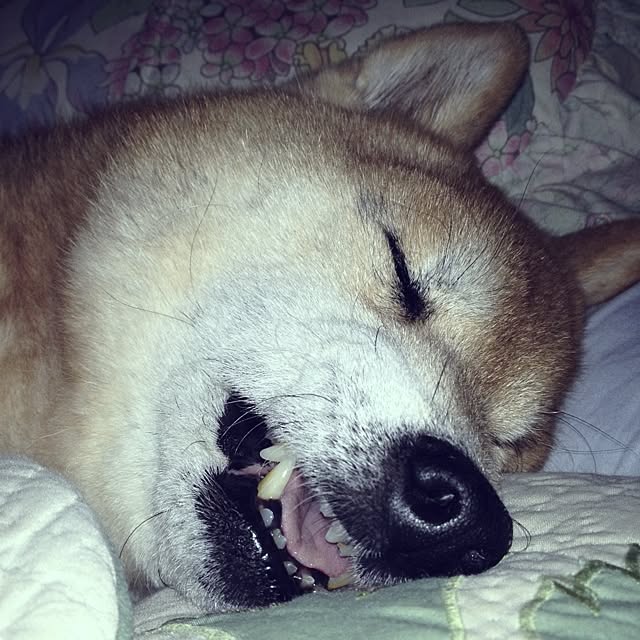 WIENERBOYSさんの実例写真