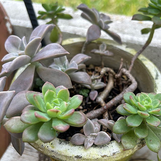 Sayasseさんの実例写真