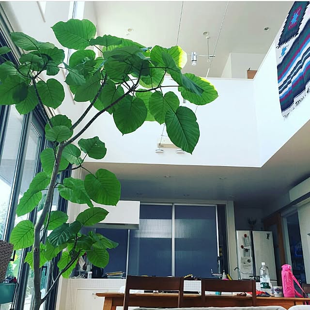 kuuuuさんの実例写真