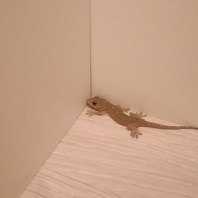 ashikeさんの実例写真