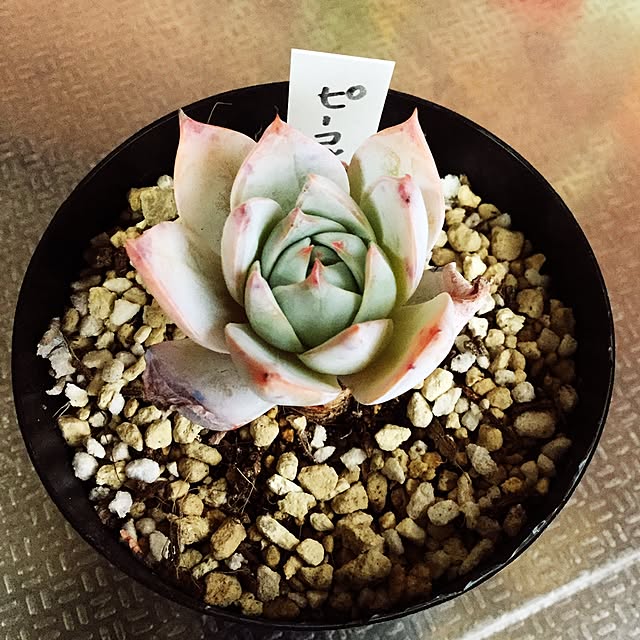 khma88さんの実例写真