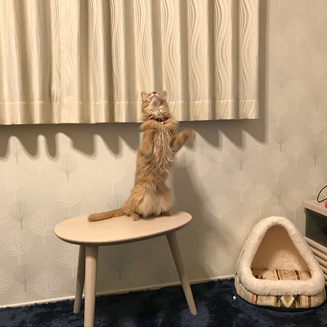 mofucatさんの実例写真
