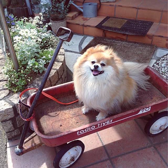 akkyさんの実例写真