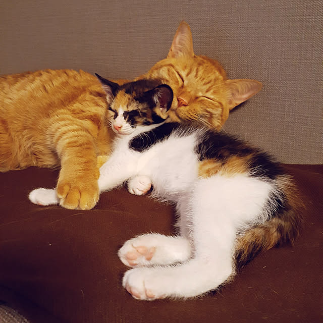 chisaviさんの実例写真
