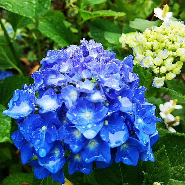 部屋全体/梅雨/庭/季節の花/紫陽花のインテリア実例 - 2019-06-10 07:27:08