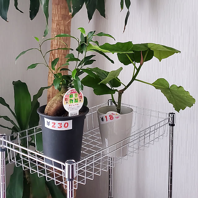 korokoroさんの実例写真