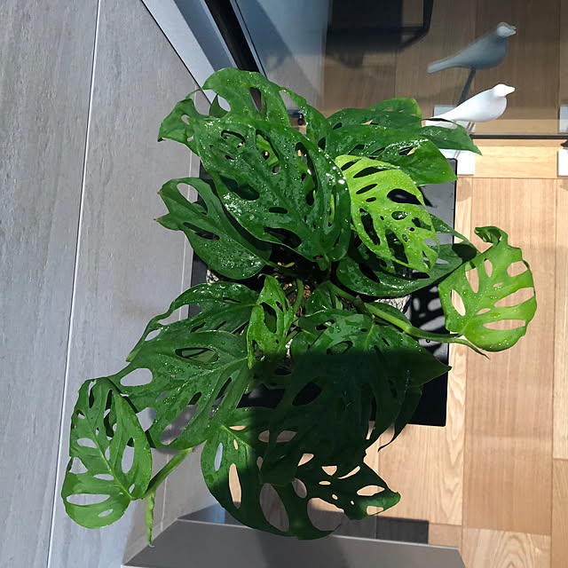 Rororiさんの部屋