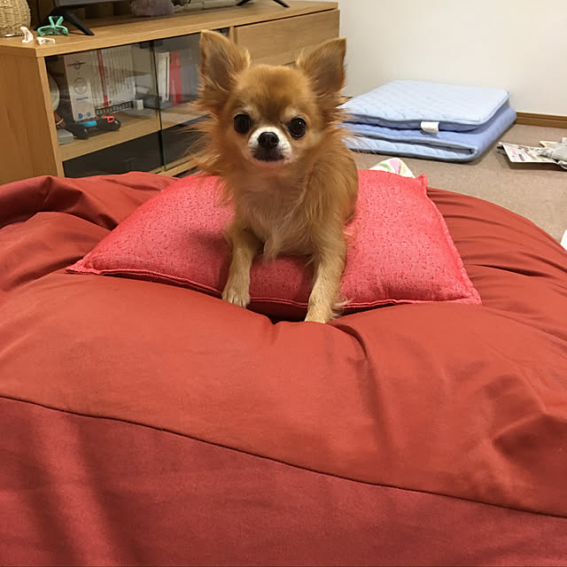 koroさんの実例写真