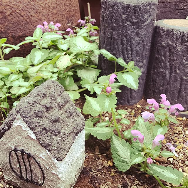 kokko3さんの実例写真