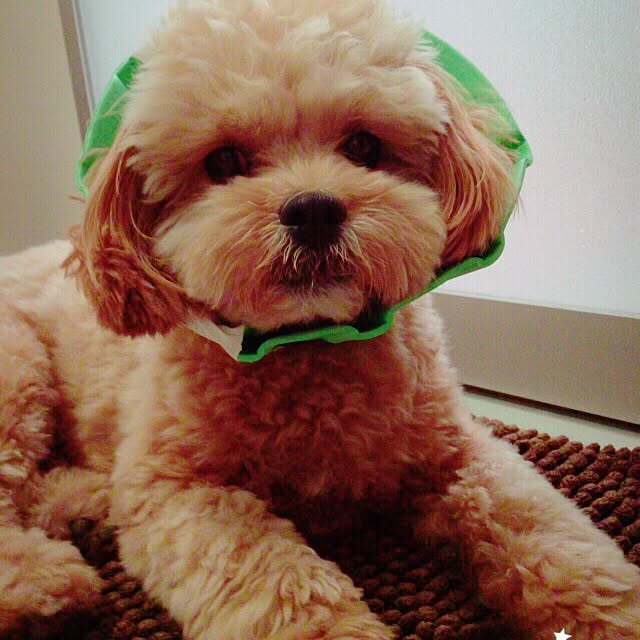 totoroさんの実例写真