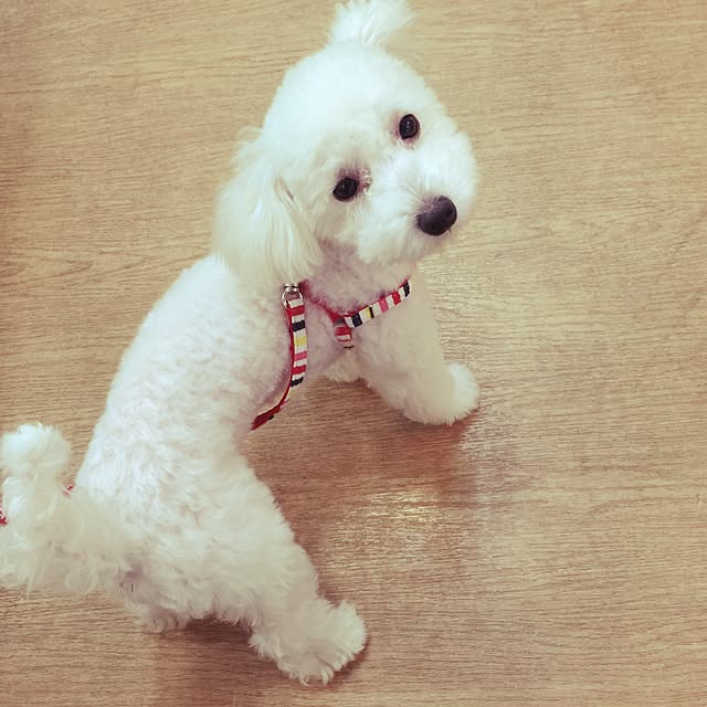 sonenatsuさんの実例写真