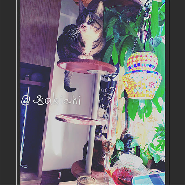 SAKICHIさんの実例写真