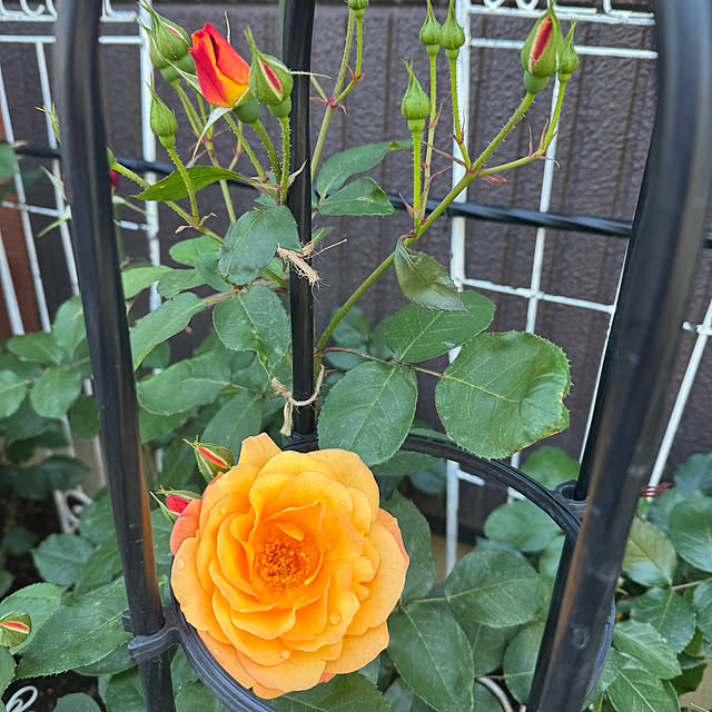 RoseLife5818さんの実例写真