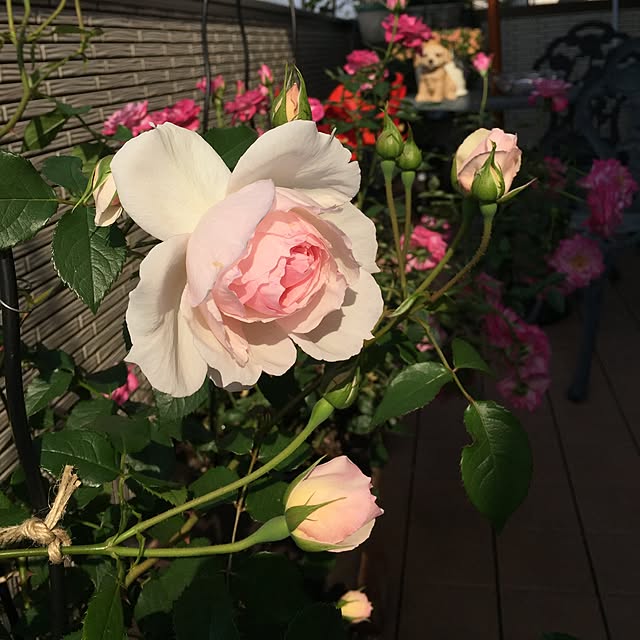 nonさんの実例写真
