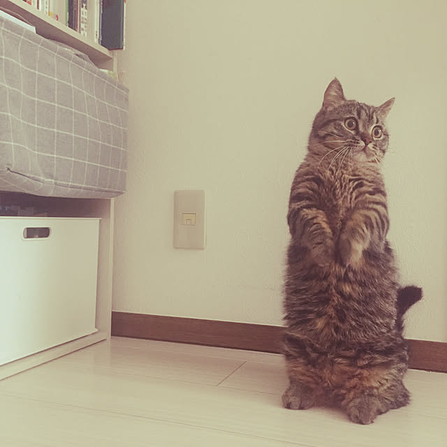 nocomomさんの実例写真