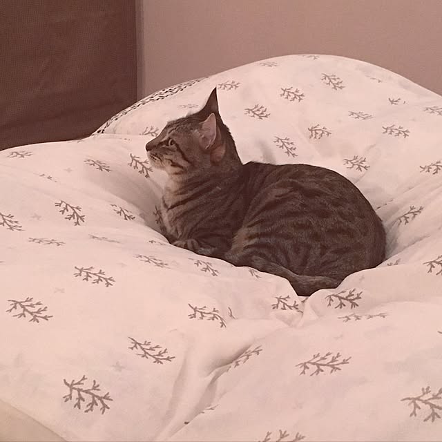baronkotarouさんの実例写真