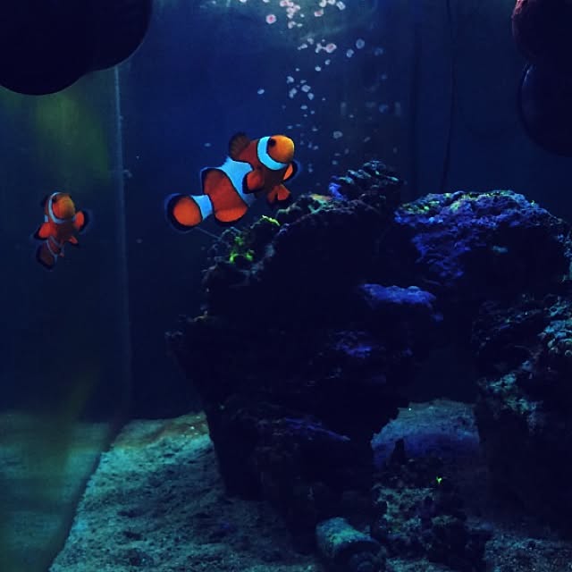 bl1275smk3さんの実例写真