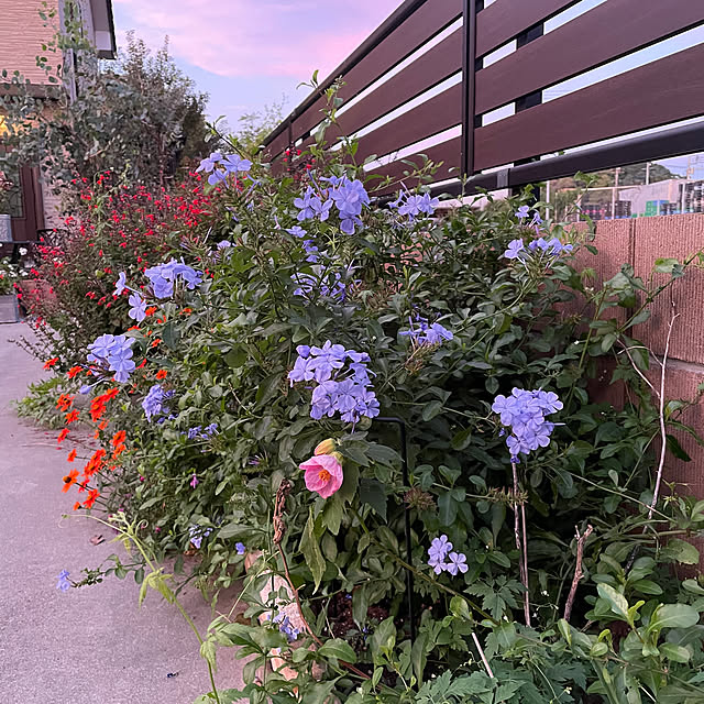 ronronさんの部屋