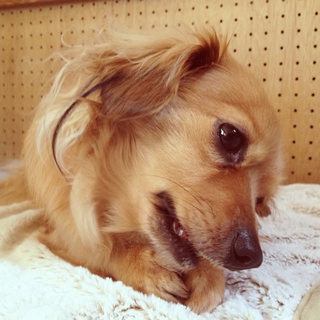 mikarinさんの実例写真