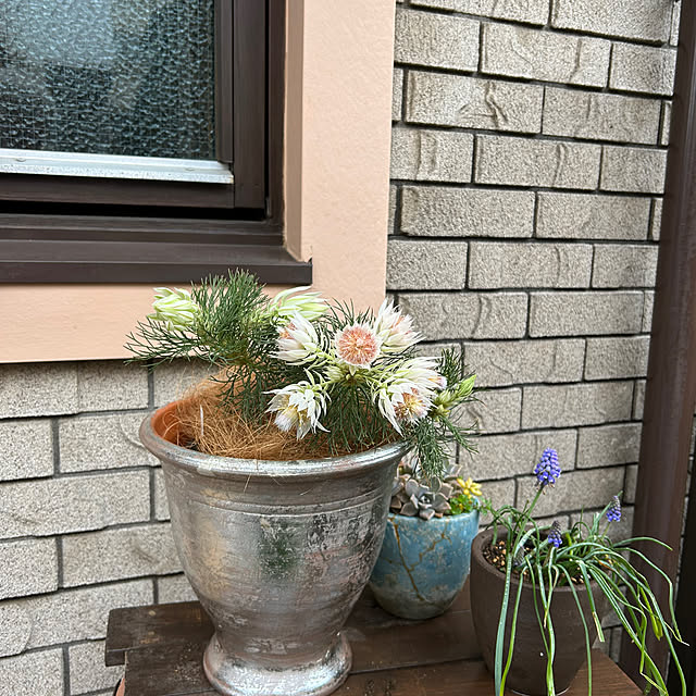 botanさんの部屋