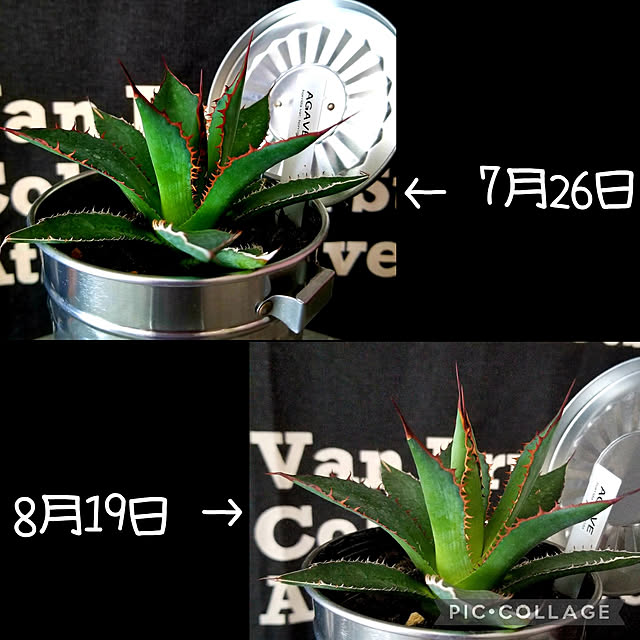momozouさんの実例写真
