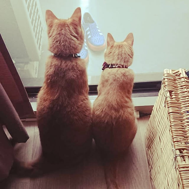 okeychikunさんの実例写真