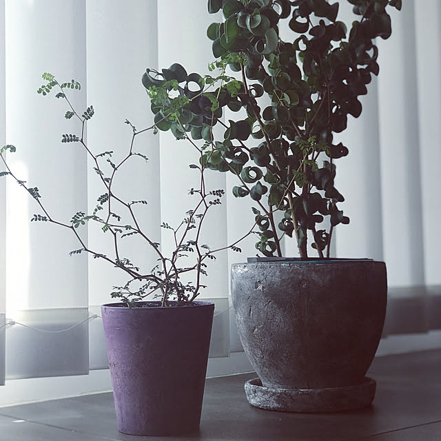 ZEFFAR_HOMEさんの実例写真