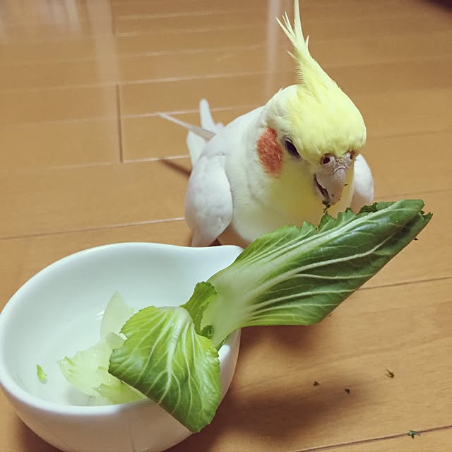toratanさんの実例写真