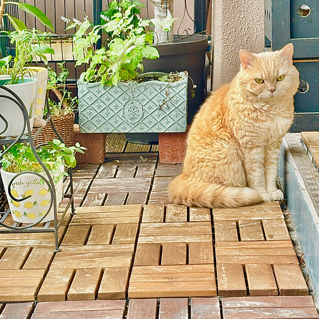 naokoさんの実例写真