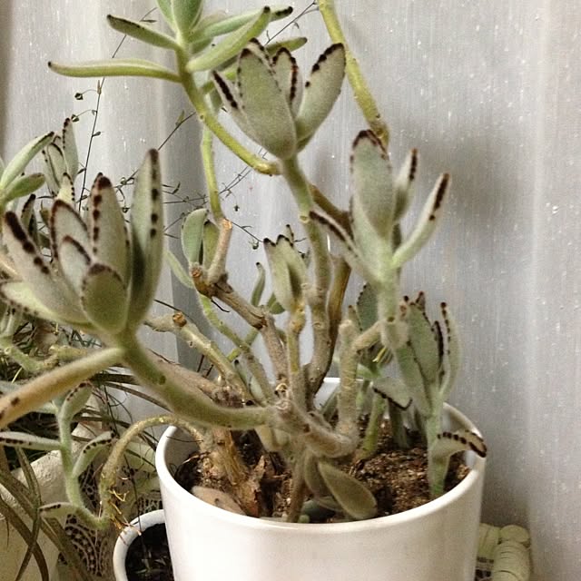 eribaaさんの実例写真