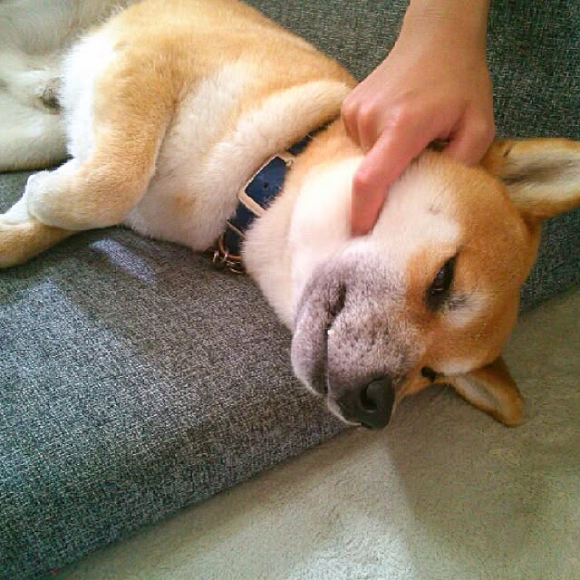 kotaさんの実例写真