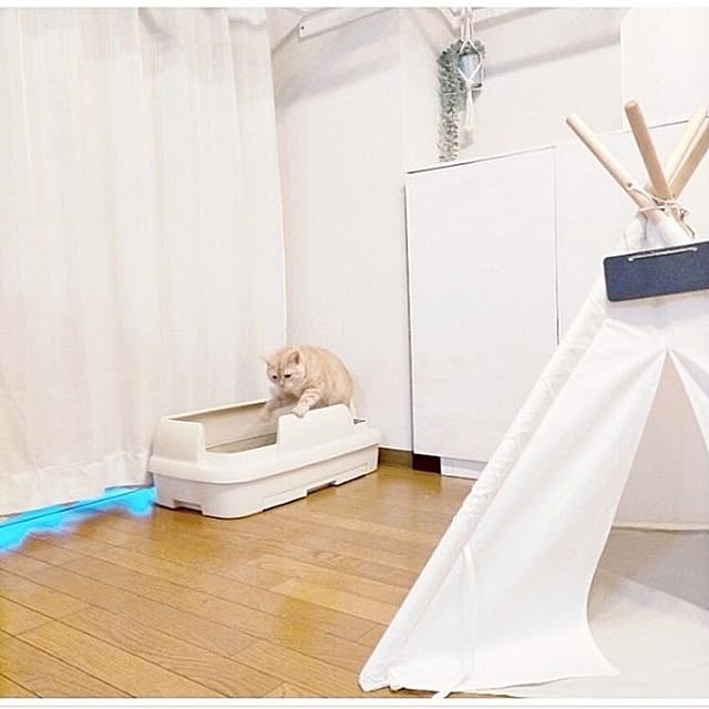 壁/天井/ニャンとも/●うちのHARU●/★モニター★のインテリア実例 - 2024-07-16 22:58:48