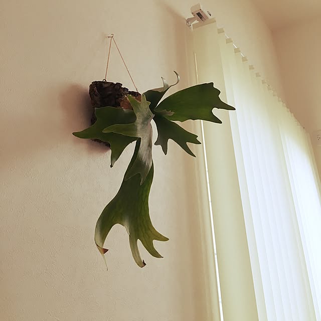 saramacoさんの実例写真