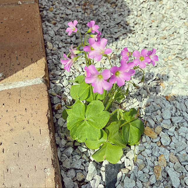 sakuraさんの実例写真