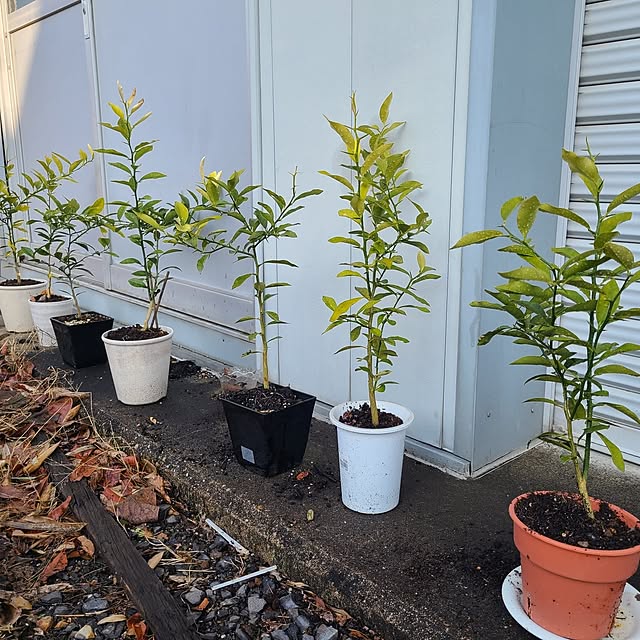 Rubiconさんの部屋