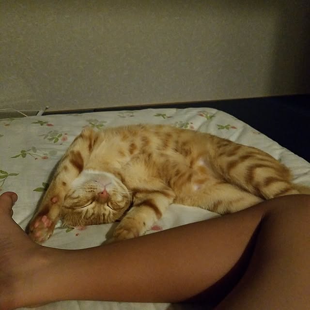 C.Tさんの実例写真