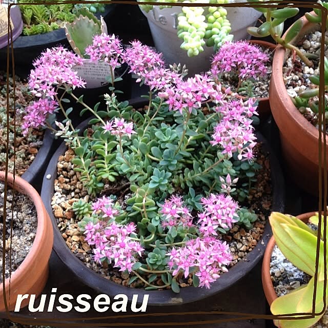 ruisseauさんの実例写真