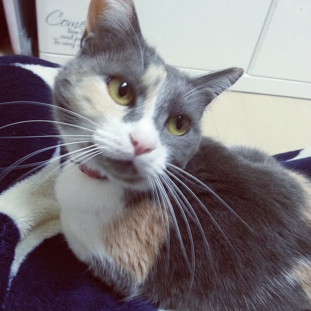 Seikoさんの実例写真