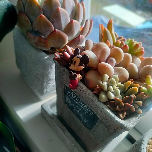 棚/2023.12.11/多肉植物のある暮らし/ナチュラルスタイル/ゆとり時間...などのインテリア実例 - 2023-12-11 11:54:02