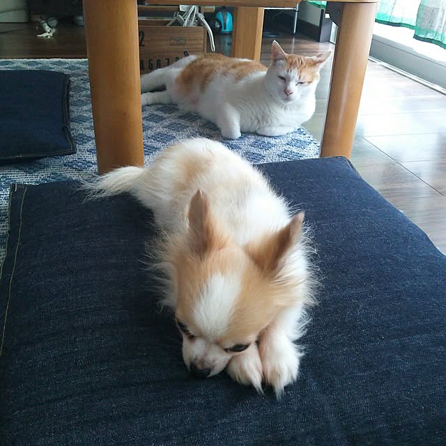 porinさんの実例写真