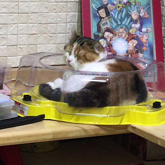 RAINBOWさんの実例写真