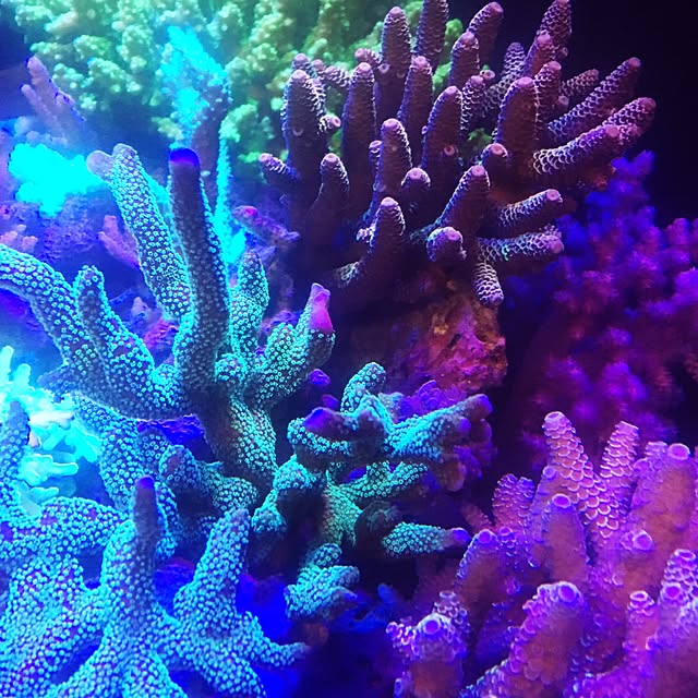 aquarium_seaさんの実例写真